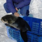Молодого морского котика спасли на побережье Сахалина